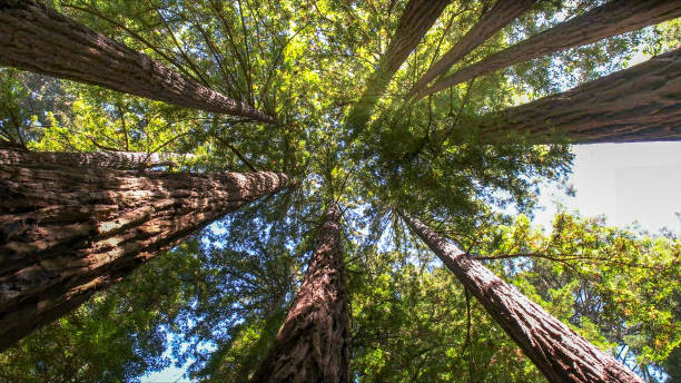 Best Arborist Consultation Services  in Bolindale, OH